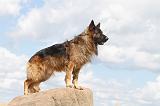BERGER ALLEMAND 341